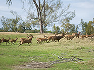 Deers running at Wolmar